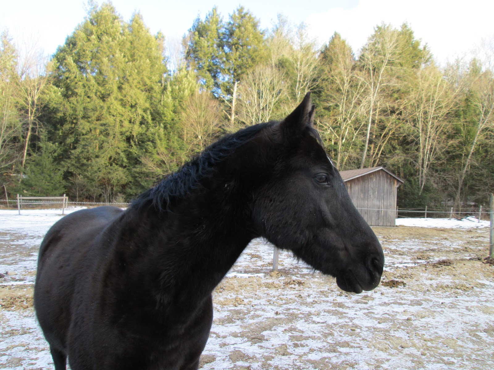 Dancing Horse Farm