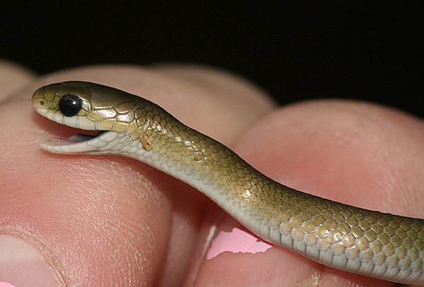 Best Jungle Life Baby Animal Baby Snake Baby Snake Pictures Best Jungle Life Baby Animal Baby Snake Baby Snake Pictures