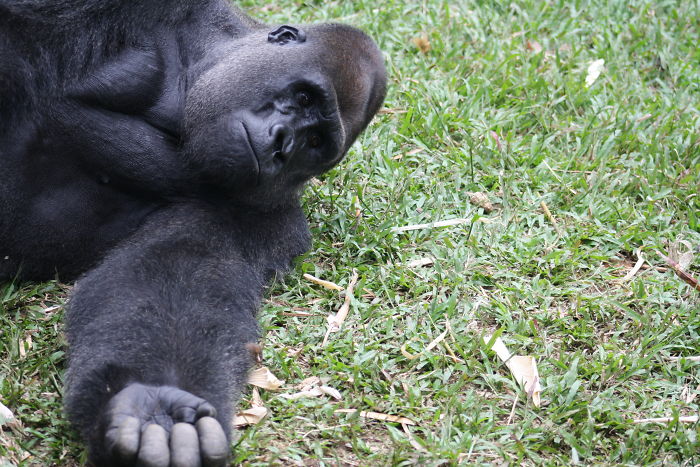 24-Year-Old Dominant Gorilla Met A Tiny Creature In The Forest, And A Heartwarming Moment Followed 24-Year-Old Dominant Gorilla Met A Tiny Creature In The Forest, And A Heartwarming Moment Followed