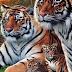 On dirait une photo de 4 tigres, mais lorsque la caméra dézoome, c'est hallucinant!