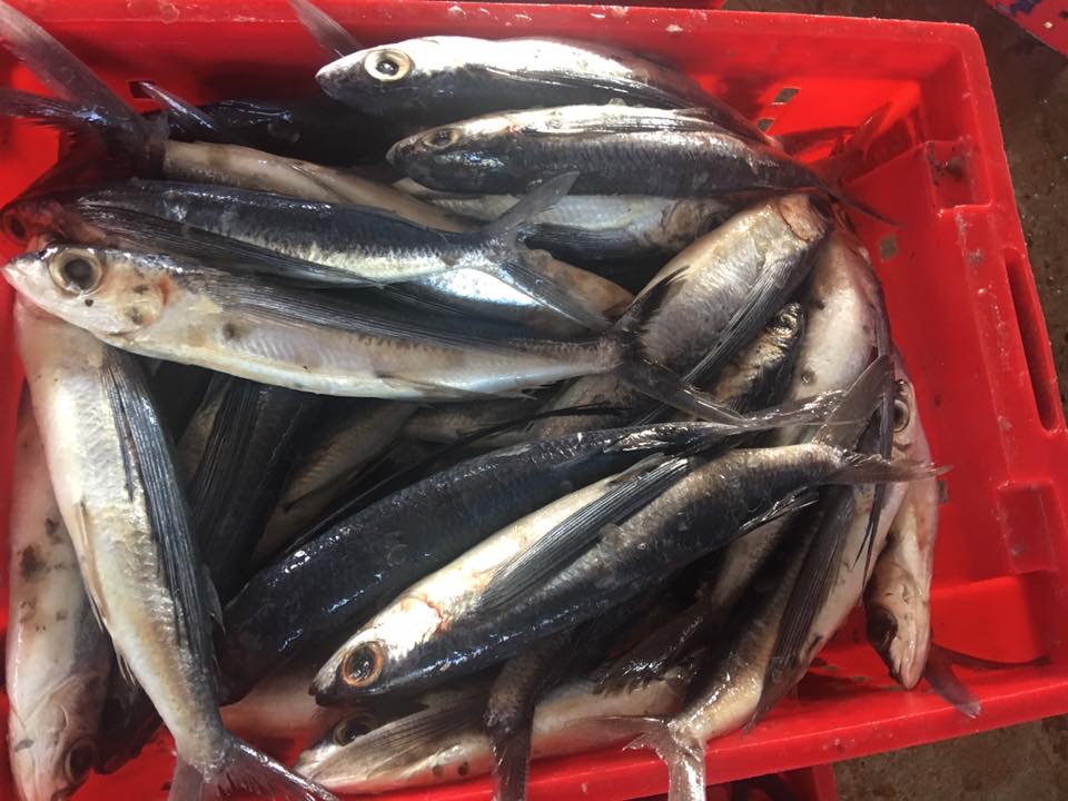 FLYING FISH VIET SEAFOOD CO.,LTD