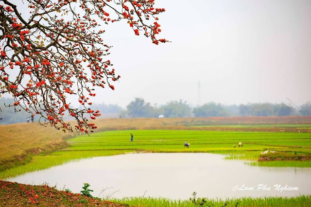 Ảnh đẹp về Hoa Gạo ở Miền Bắc Việt Nam 9
