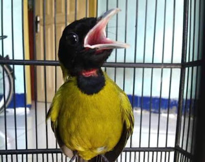 Cara Perawatan Burung Samyong Agar Gacor Plus Suara Masteran Cara Perawatan Burung Samyong Agar Gacor Plus Suara Masteran Cara Perawatan Burung Samyong Agar Gacor Plus Suara Masteran