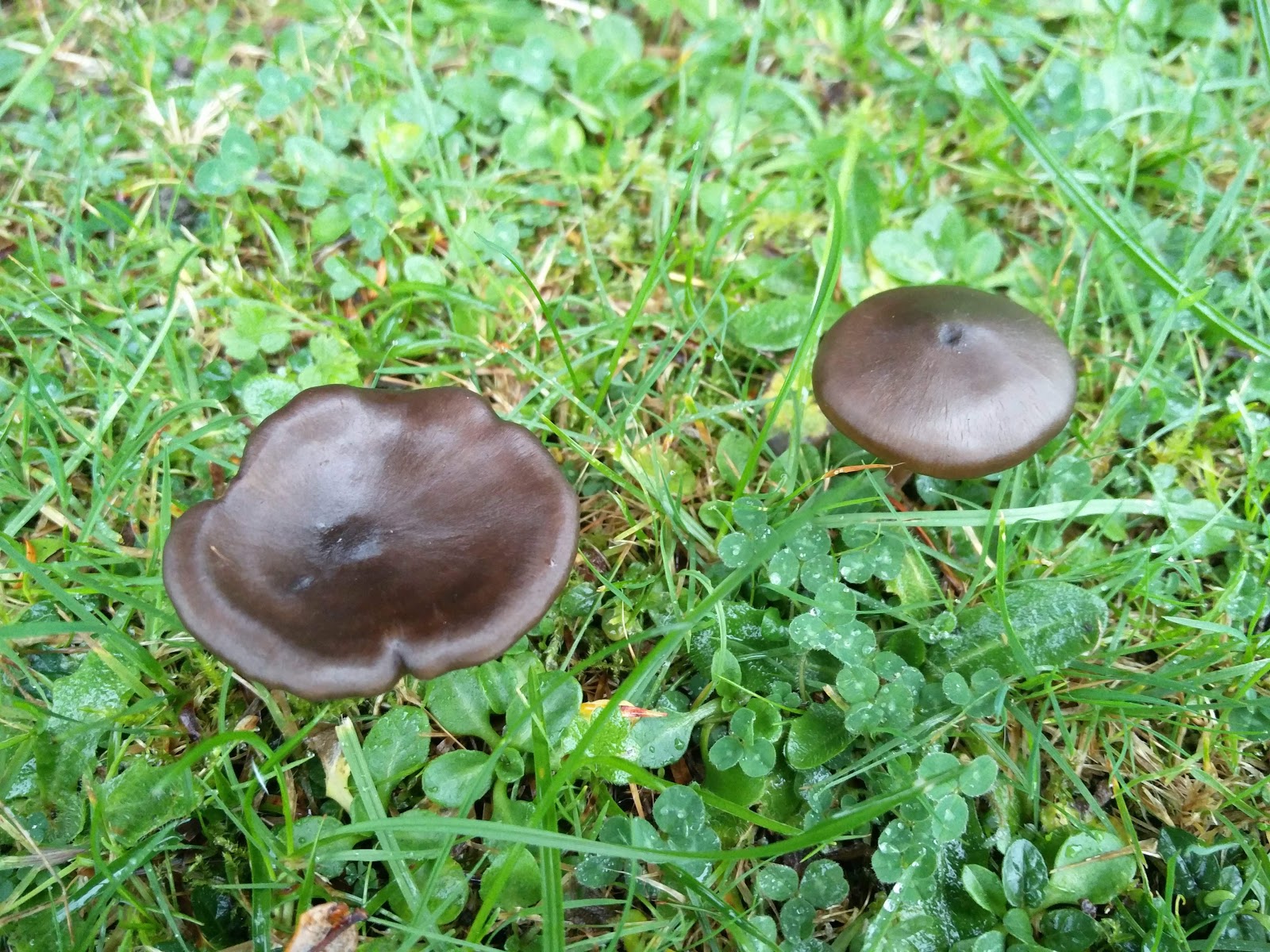 Misidentifying Fungi: November 2018