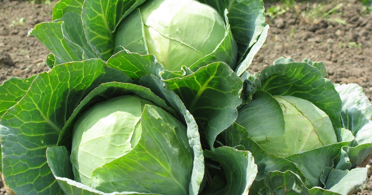 Beginner’s guide to cabbage farming - simple steps for growing cabbages