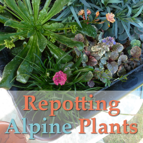 Repotting Alpine Plants into Individual Containers
