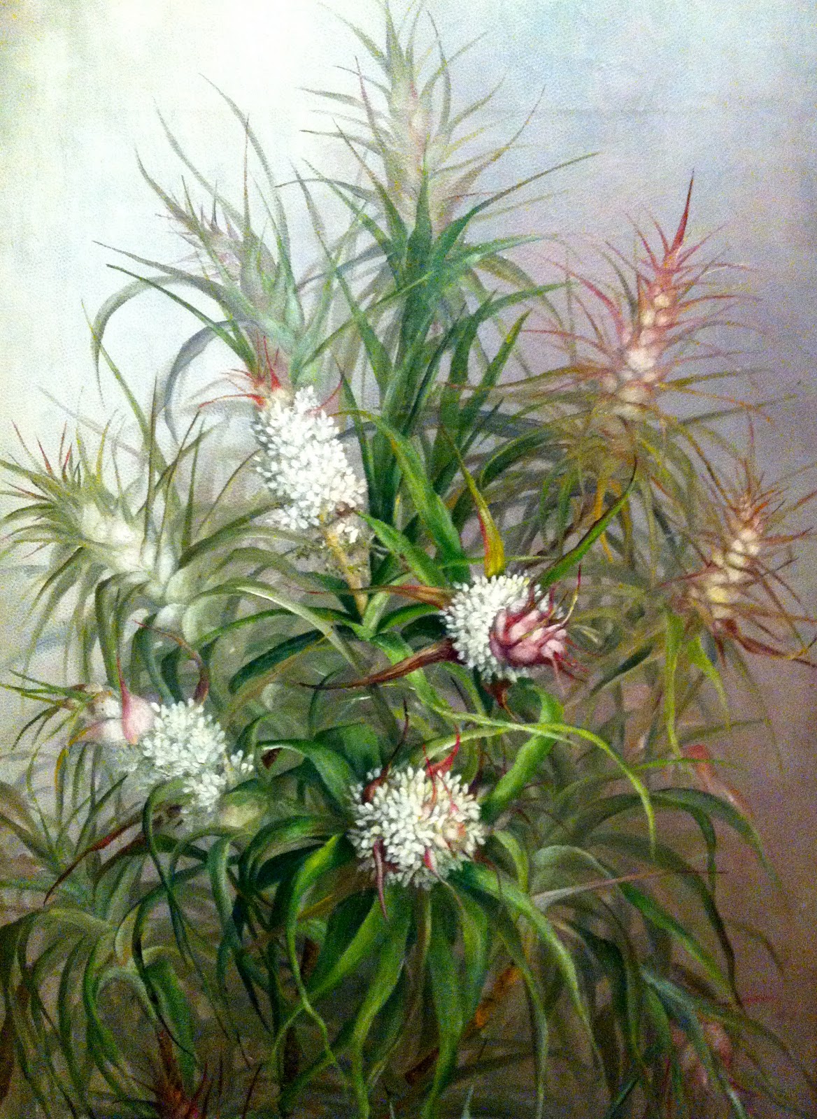 Swallows Nest Farm Tasmanian Flora at the TMAG