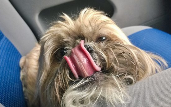 Eu sempre achei nojento quando meu shih tzu me lambia, mas desde que eu li isto, é tudo o que eu quero
