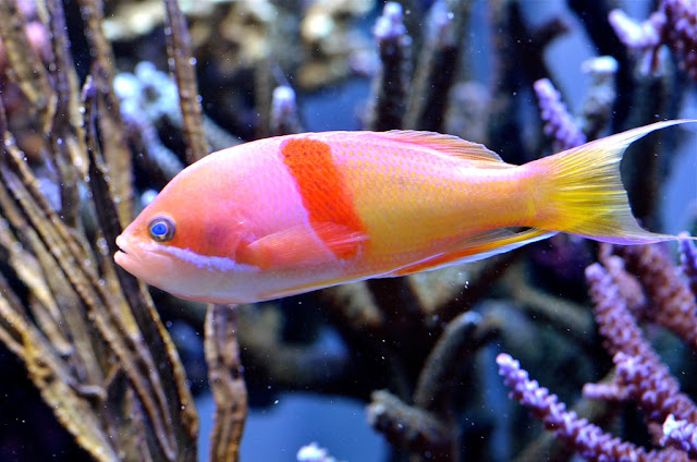 гуппи рыбки. Thing fish. акулий сом пангасиус альбинос. Thing fish. Fishing things.