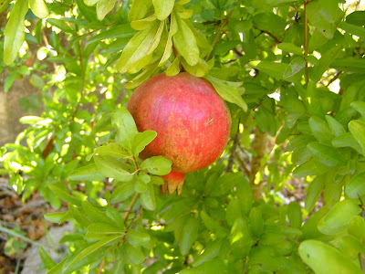 Pomegrante on  Tree