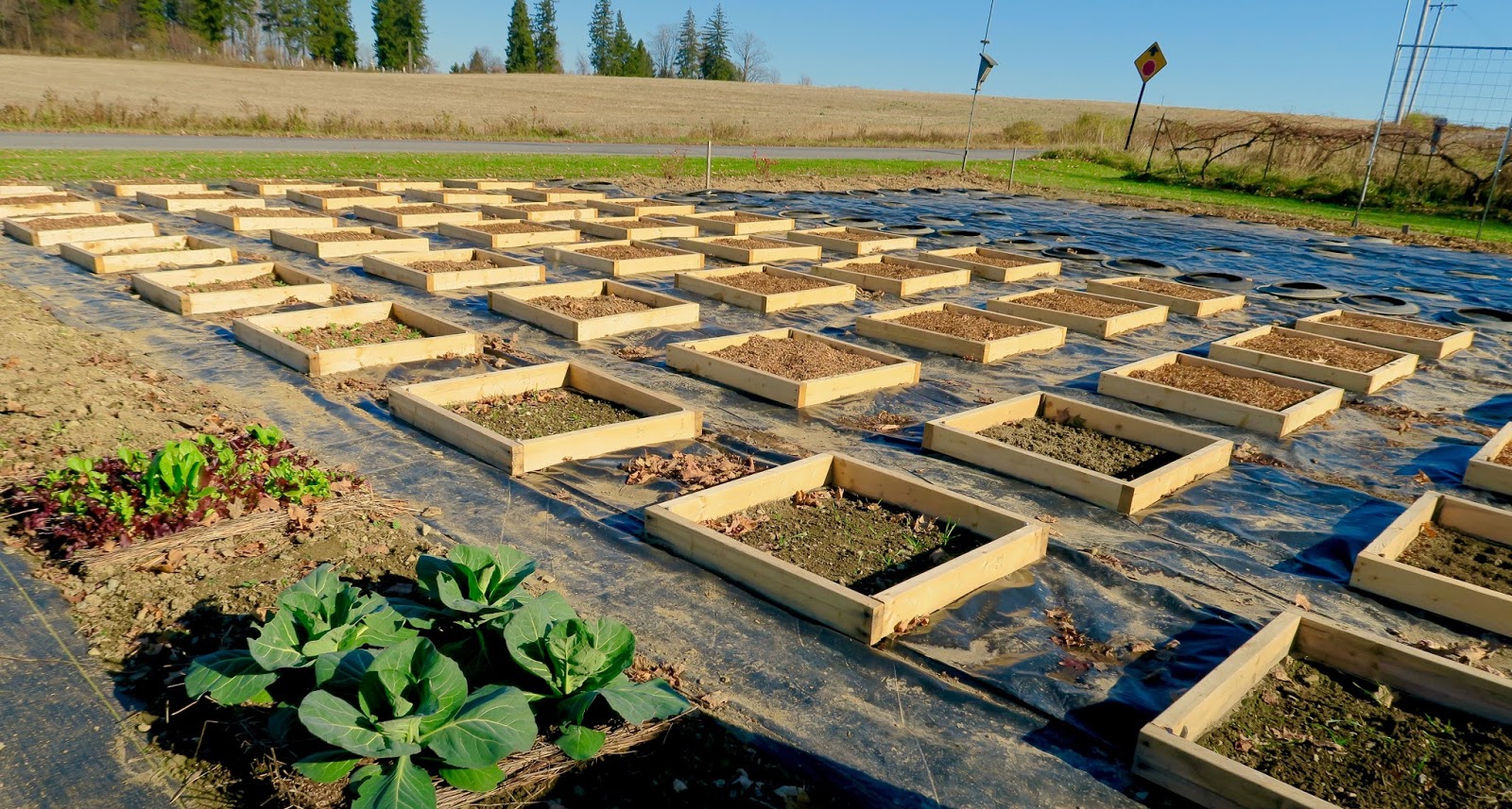 Minibed Gardening Back To Eden Vs Minibeds On Plastic Back To Eden Gardening Vs Minibeds On Plastic Part 3