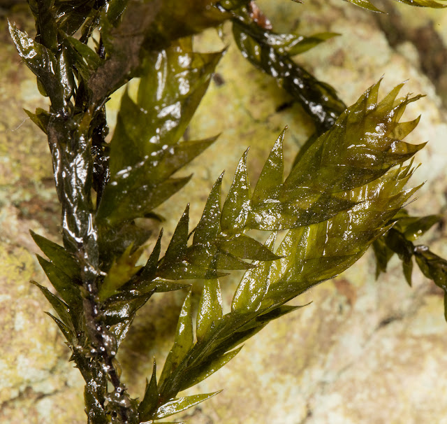 Fontinalis antipyretica, Greater Water-moss. Growing freely in Keston Ponds. Keston Common, 5 March 2016 Fontinalis antipyretica, Greater Water-moss. Growing freely in Keston Ponds. Keston Common, 5 March 2016