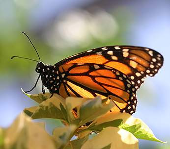 monarch butterflies | monarch butterfly | pictures of monarch butterflies |the monarch   butterfly | butterfly monarch | monarchs butterflies