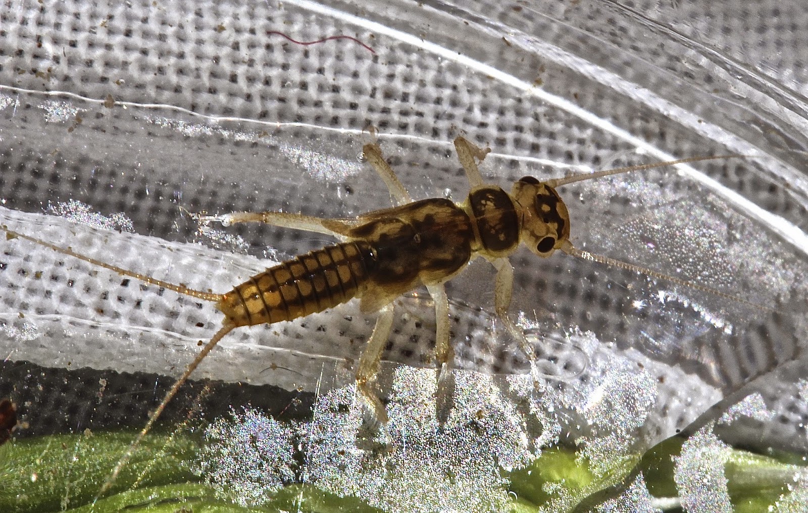 Aquatic Insects of Central Virginia: May 2015