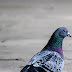 A pigeon walking on a concrete road