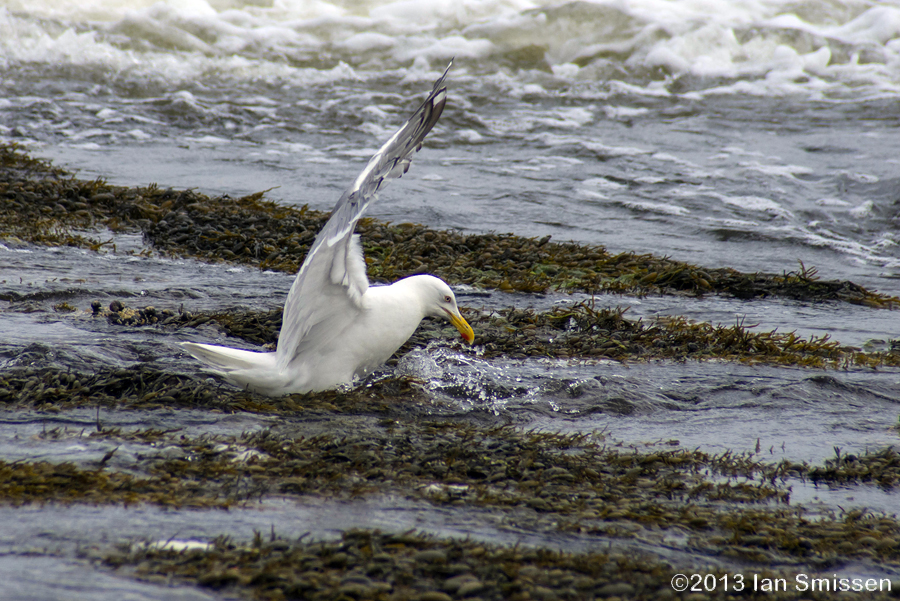 A passion for birds... Herring Gull Fishing Frenzy