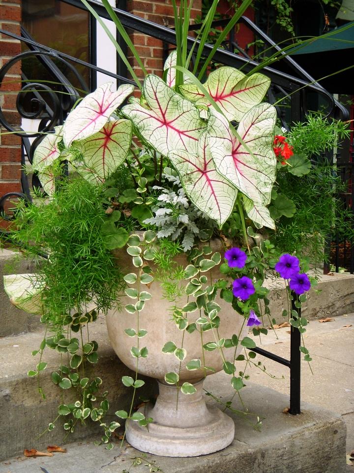 About Plants Best plants to grow in pots