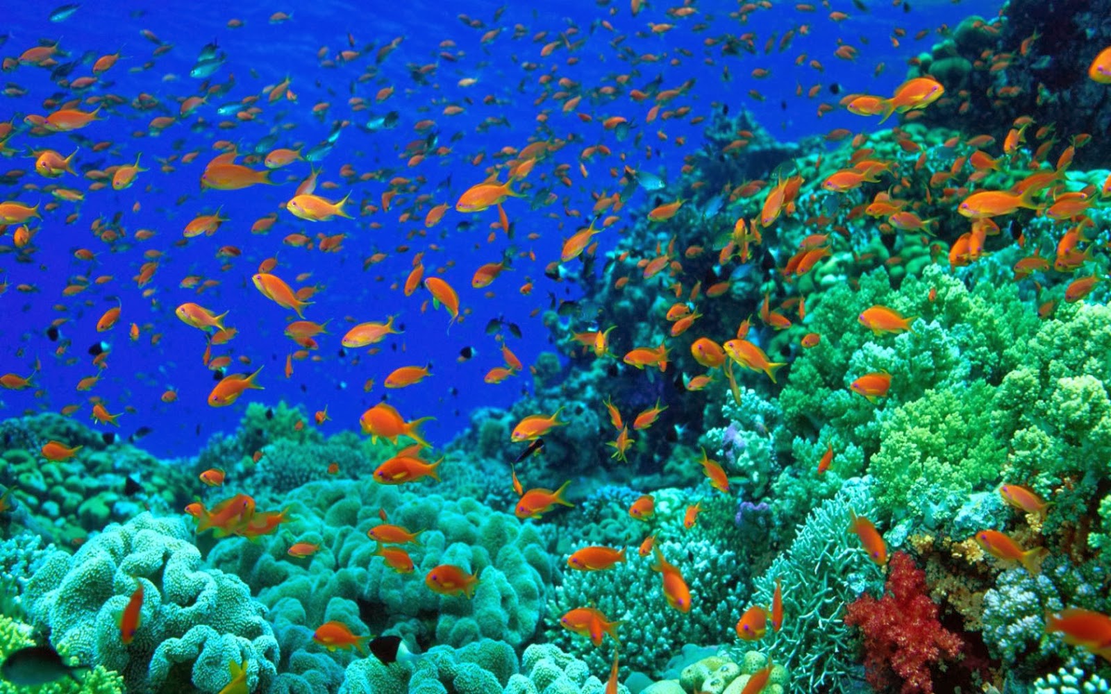 Kumpulan Gambar Wallpaper Laut Bergerak Wallpaper Kumpulan Gambar Wallpaper Laut Bergerak Wallpaper