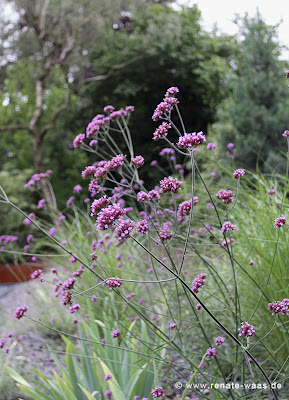 Schotterbeet, Verbene, Gräser, Iris, Lavendel, Salbei und andere trockenheitsliebende Stauden und Gräser