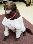 Lab coat labrador