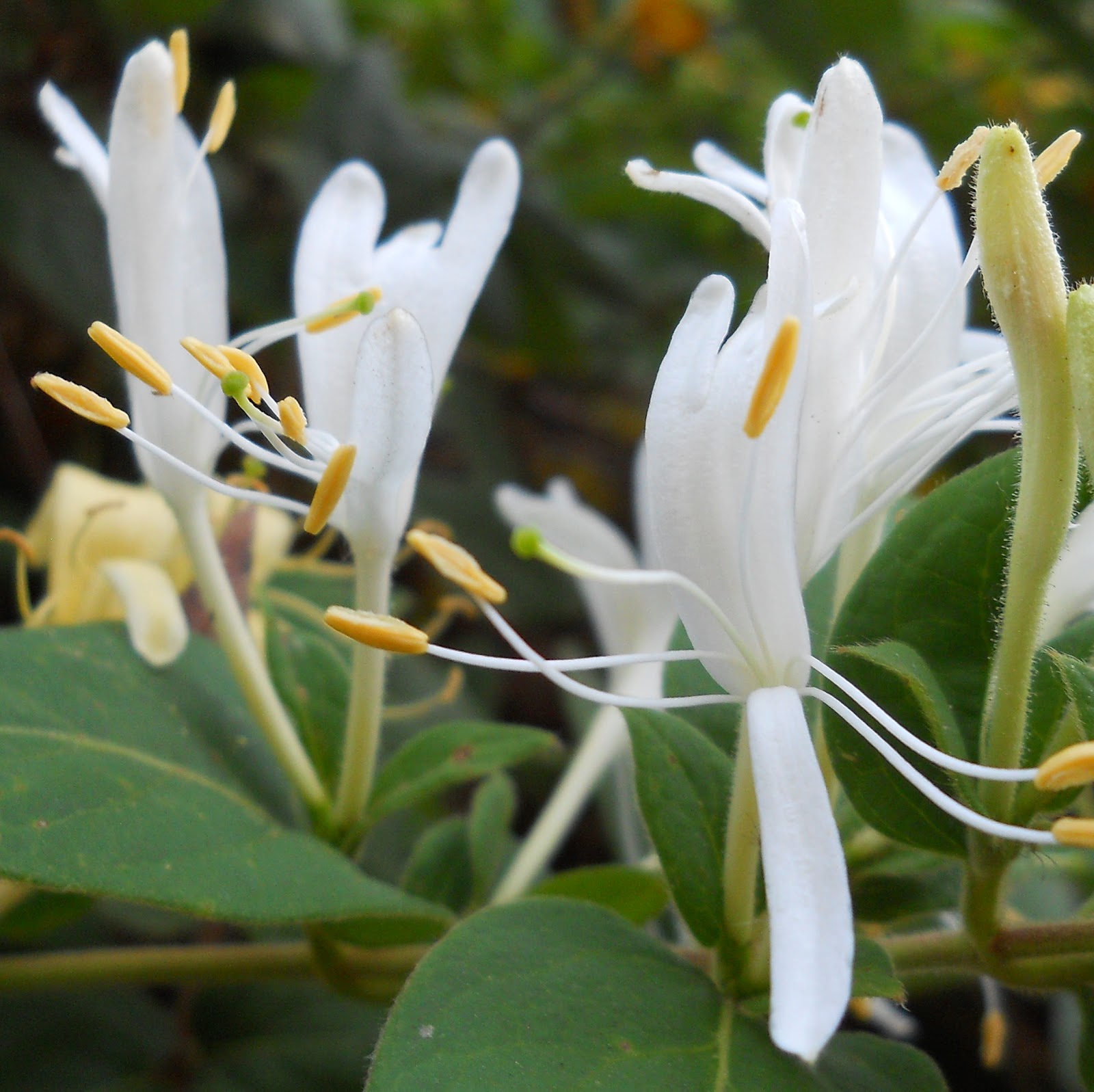 Oddball Observations HONEYSUCKLE ROSE