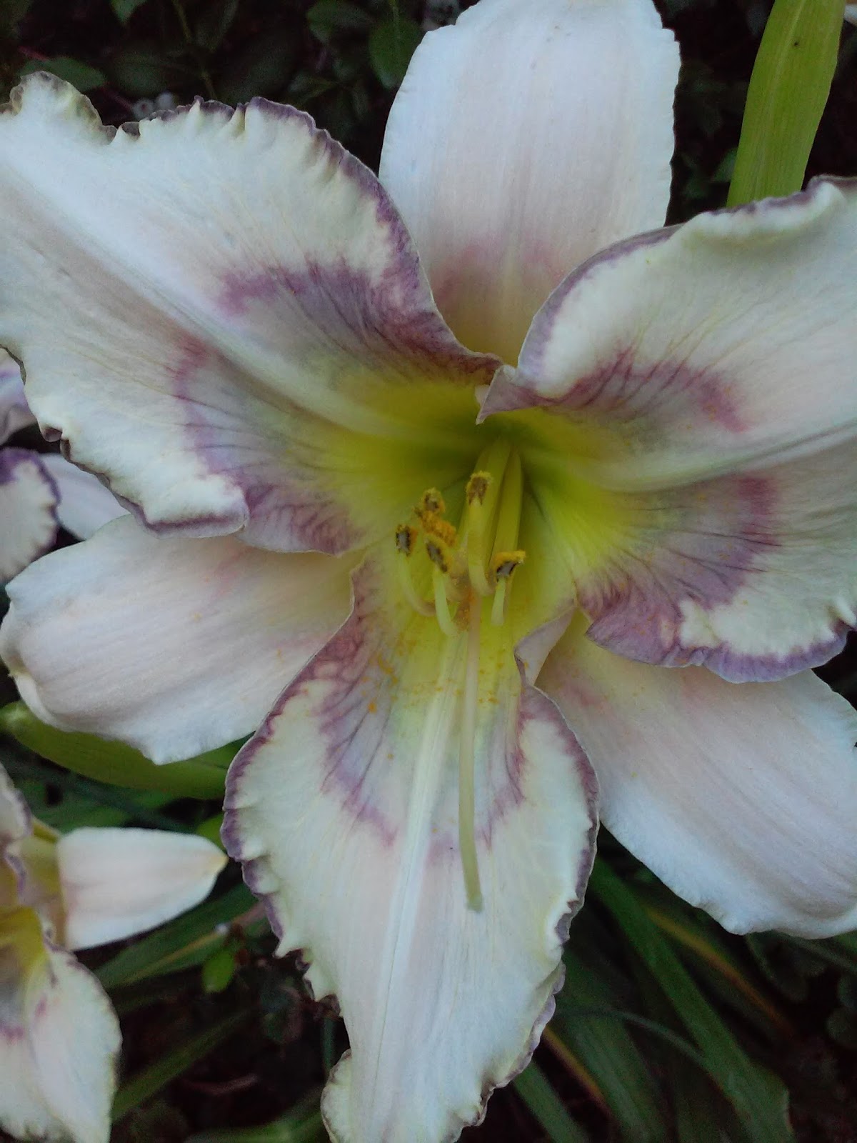 DAYLILY BREEDER BLOG Growing Daylilies Part 2 Uses of Daylily Colors