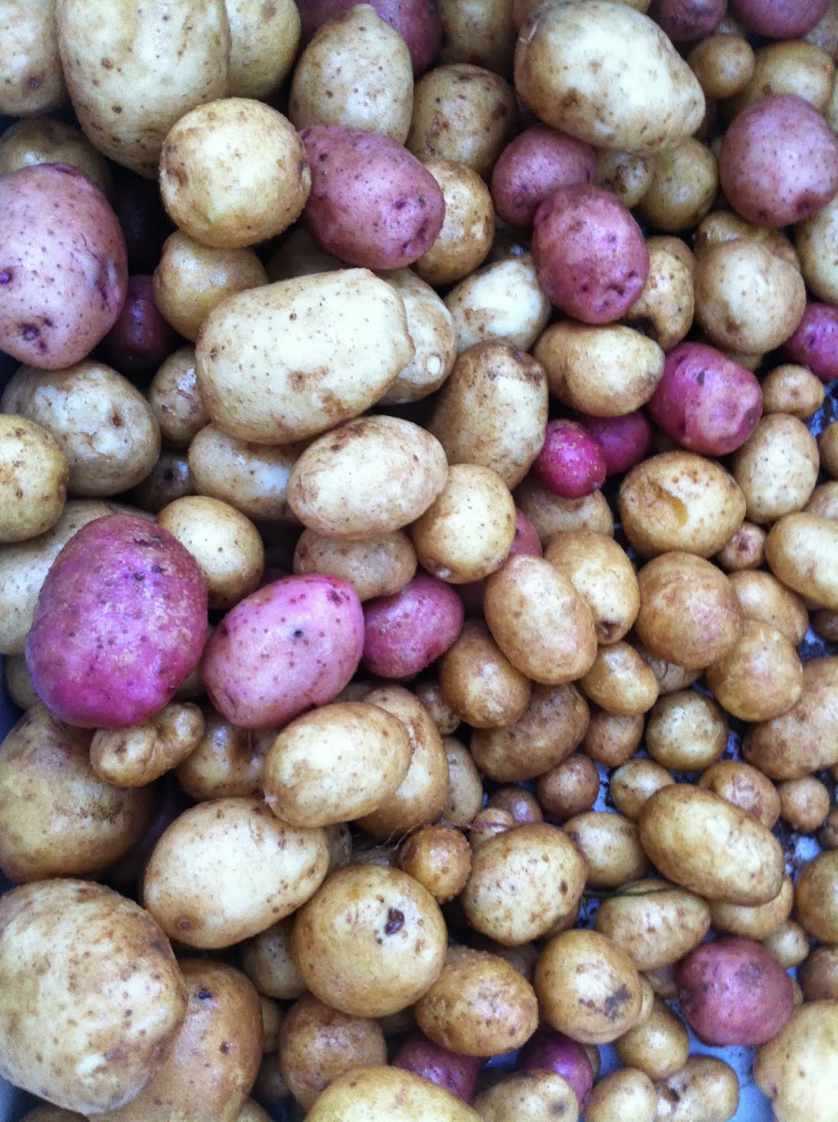 The Big Red Farm Potatoes, Iron City Style