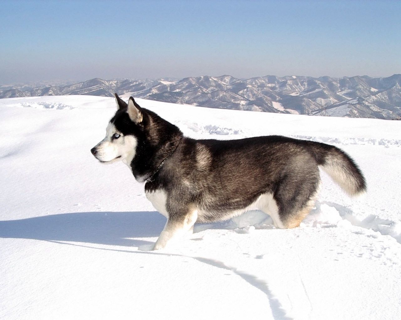 Siberian Husky : The 3 Greys