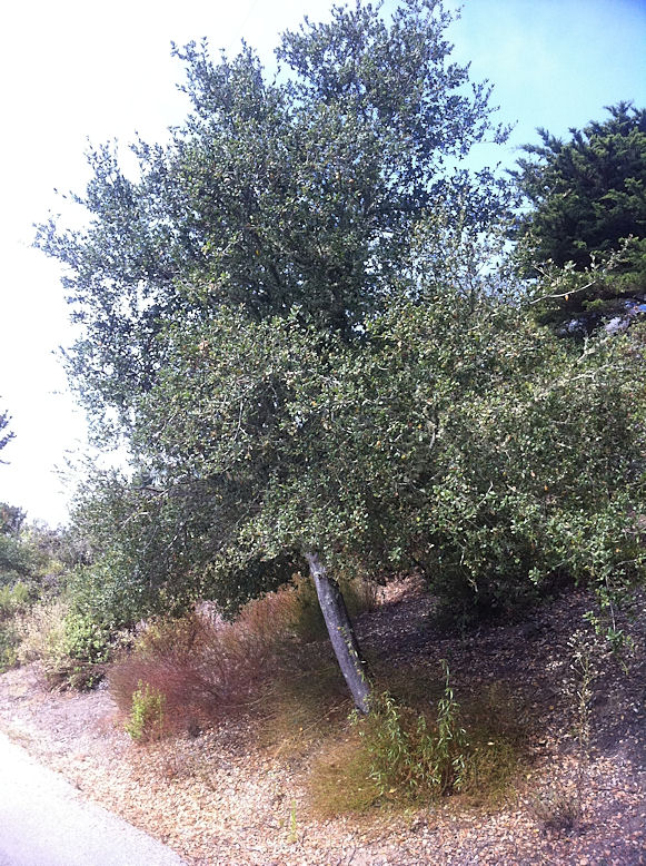 Pruning a Small Live Oak Tree