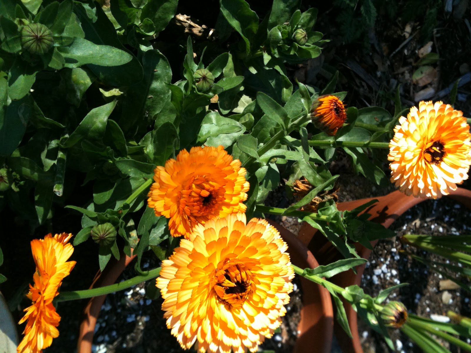 The Farmer Fred Rant Plants For Dry Shade