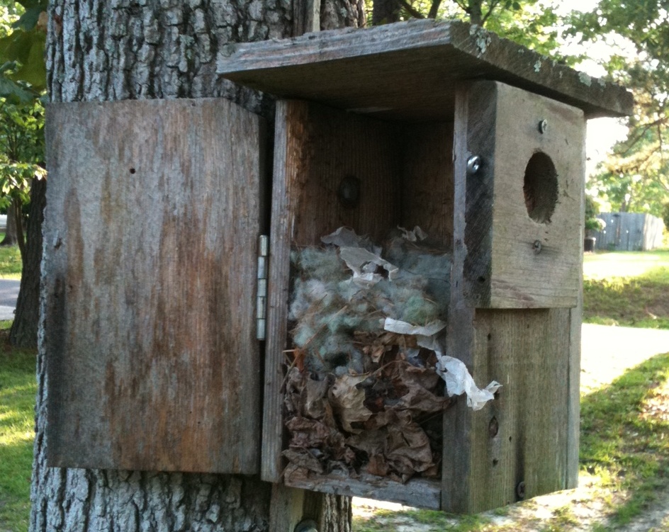 Martha's Blog Where Do Bumblebees Nest?