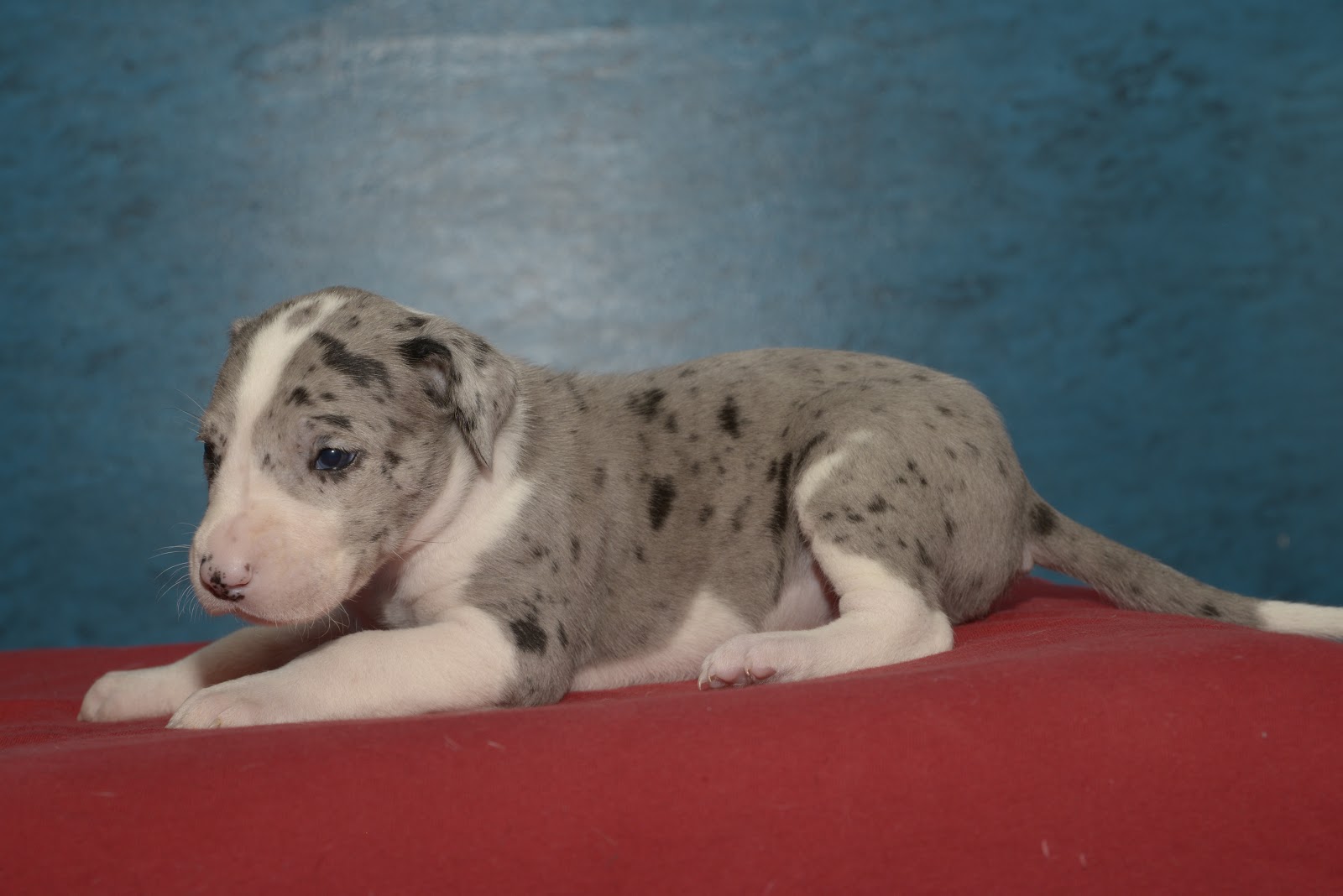 4 week old great dane puppies