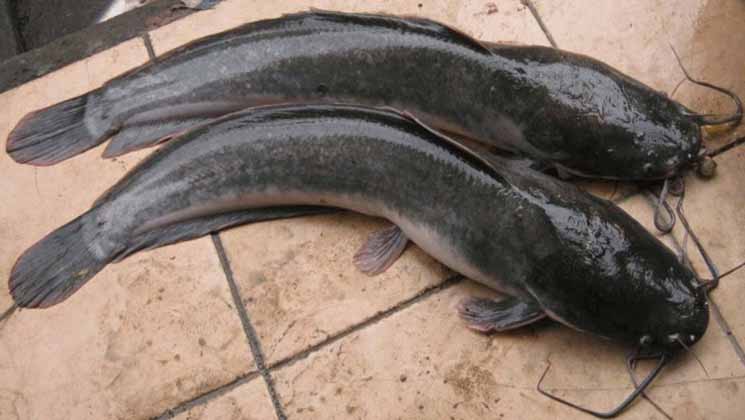 PENJELASANNYA LENGKAP!.. Kontroversi Bahaya dan Manfaat Ikan Lele, Mohon Bantu Sebarkan Supaya Peternak Lele Lokal Bisa Bangkit Kembali Bund PENJELASANNYA LENGKAP!.. Kontroversi Bahaya dan Manfaat Ikan Lele, Mohon Bantu Sebarkan Supaya Peternak Lele Lokal Bisa Bangkit Kembali Bund