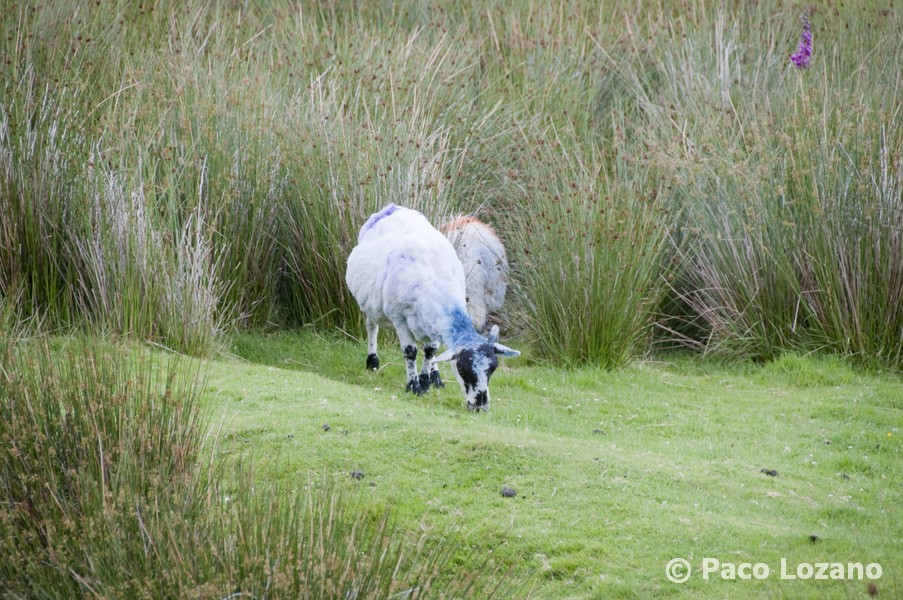 Coloured sheep World Travel Pictures