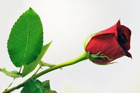 my quotes valentine single rose pictures photos and hd wallpapers