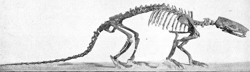 esqueleto de Metacheiromys