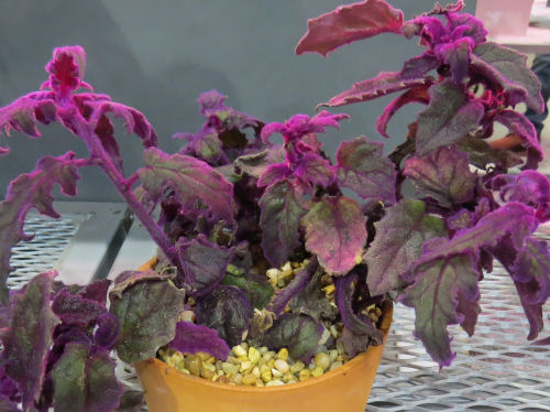 Philadelphia Flower Show - purple