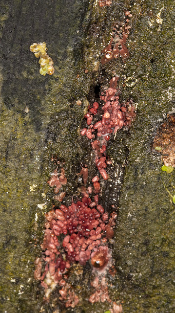 Unidentified Myxomycete. Hayes Common, 13 November 2016. Unidentified Myxomycete. Hayes Common, 13 November 2016.
