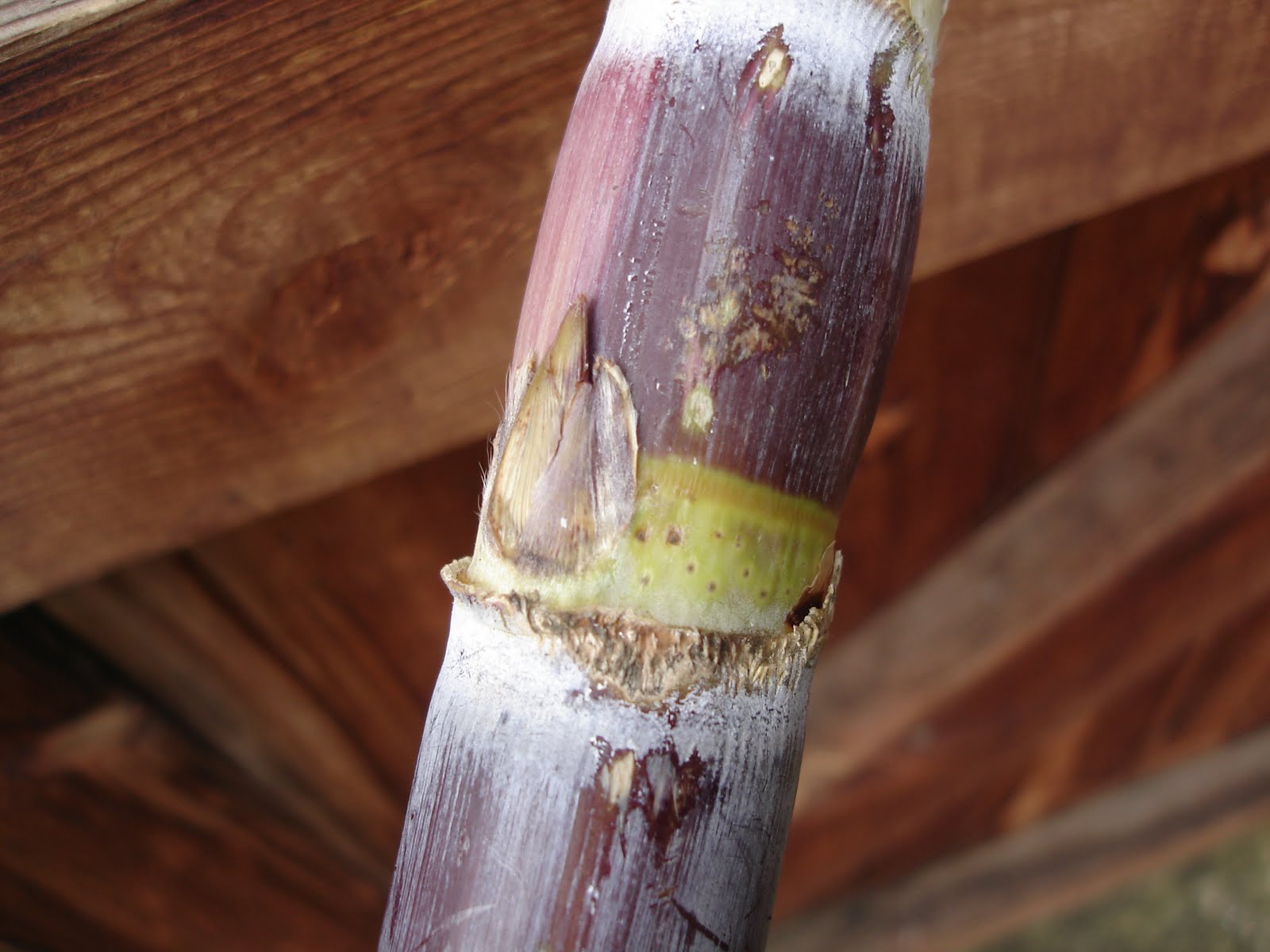 Down on the Allotment Growing Sugar Cane!
