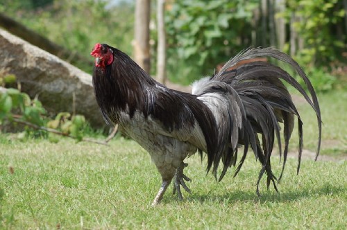 ayam+jantan ayam+jantan