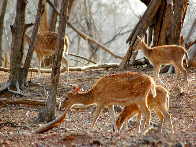 Mount Abu Wildlife Sanctuary