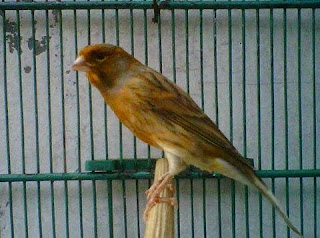 Ciri - Ciri Burung Kenari Lokal Bond