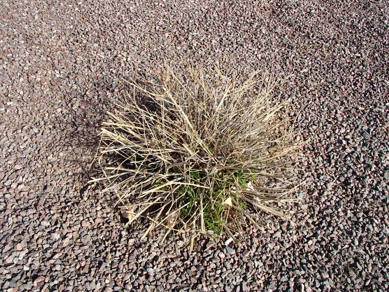 Xtremehorticulture of the Desert When and How to Prune Lantana and