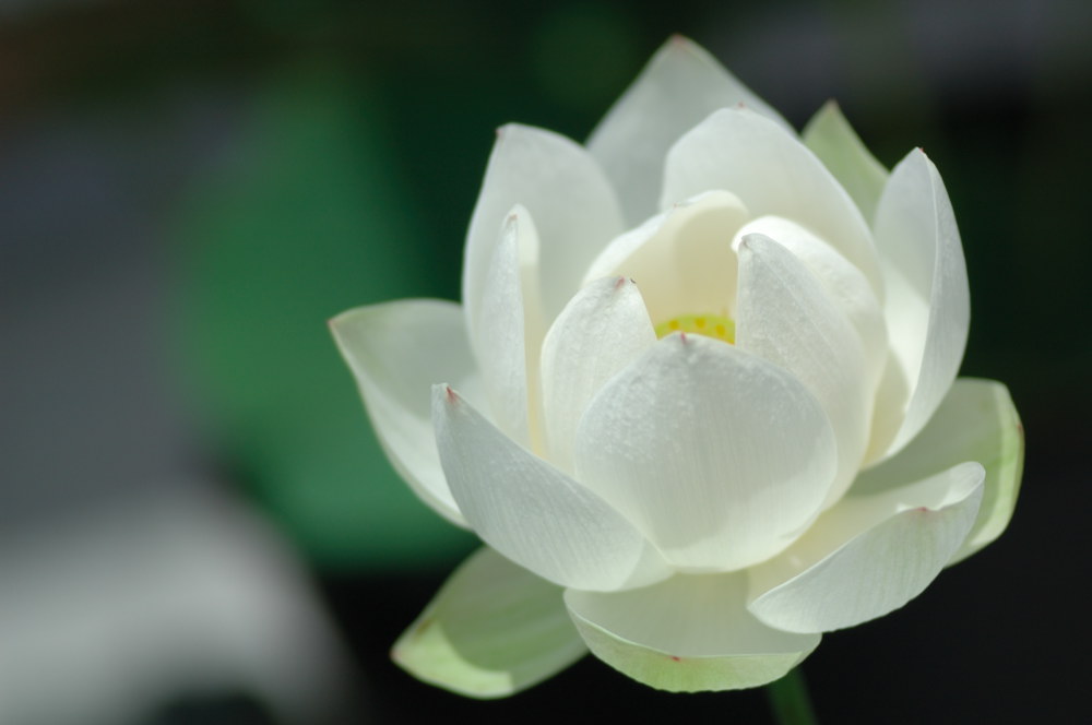 white lotus - photo #44