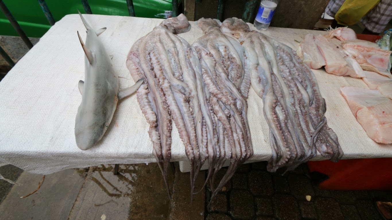 Hai und Oktopus