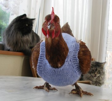How to Make a Chicken Sweater - HANDY DIY