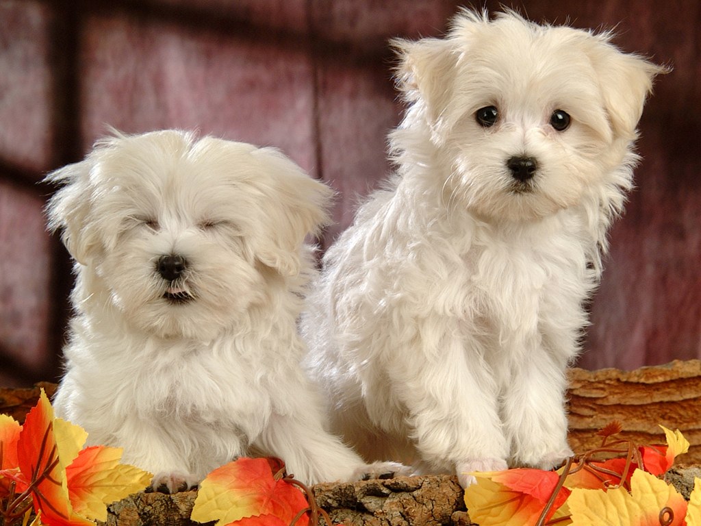 SUN SHINES: Lovely Little White Fluffy Puppy