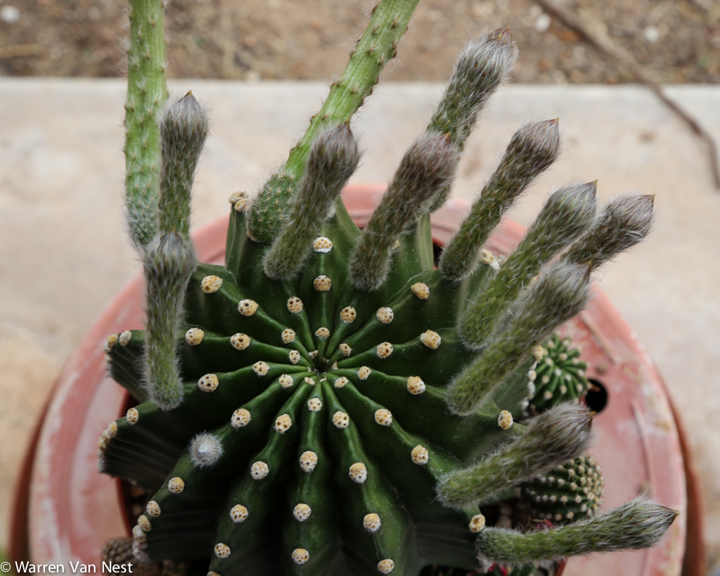 Touch the wind... Night blooming Echinopsis on the patio last night