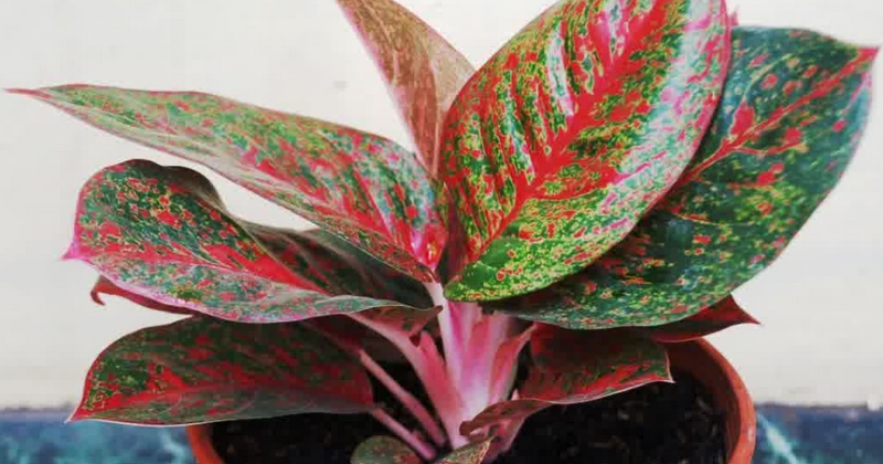 Paling Baru Nama Tanaman Hias Daun Merah - Smart Mommy