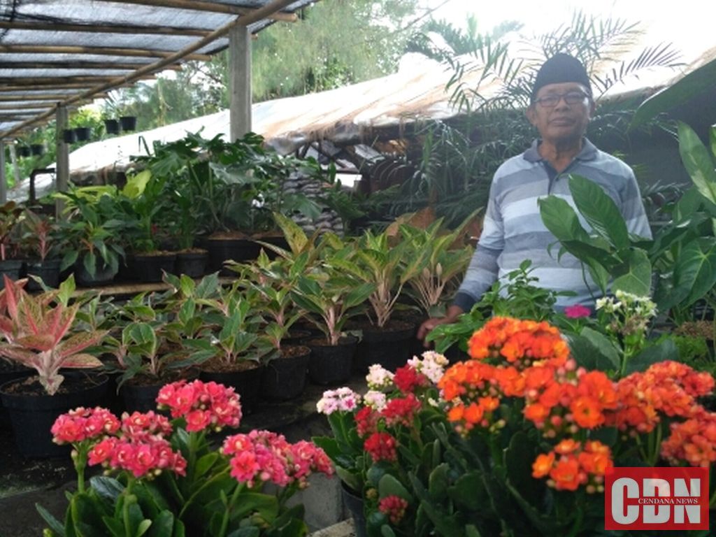 Kecintaan Kunci Rahasia Memelihara Tanaman Hias Cendana Kecintaan Kunci Rahasia Memelihara Tanaman Hias Cendana
